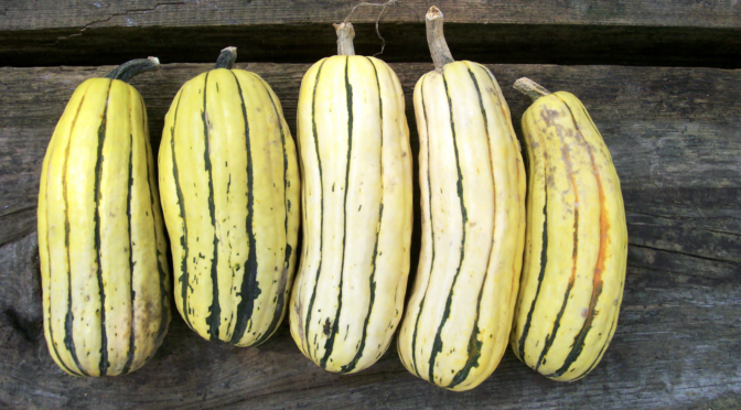 Delicata Zeppelin Winter Squash